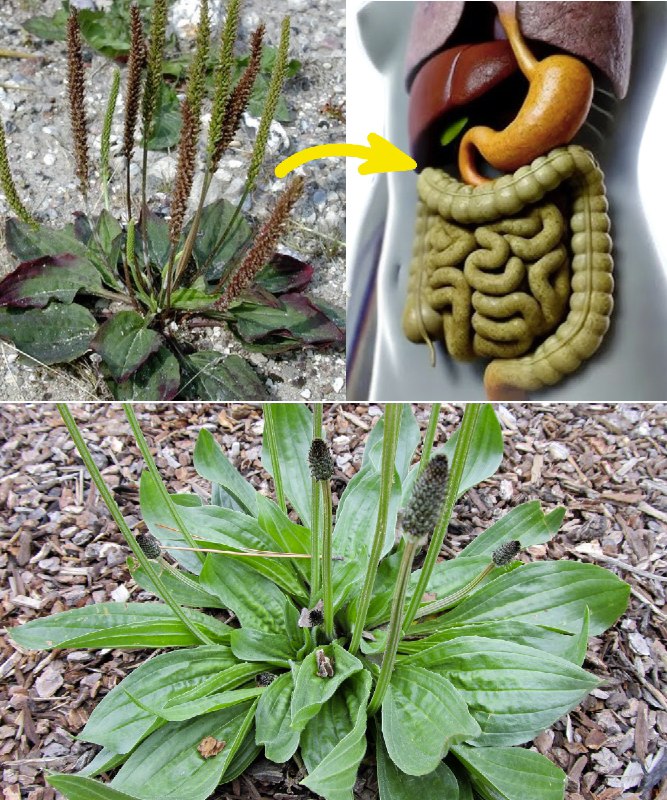 "La Portulaca: L'erbaccia che nutre, cura e sorprende ogni cucina"