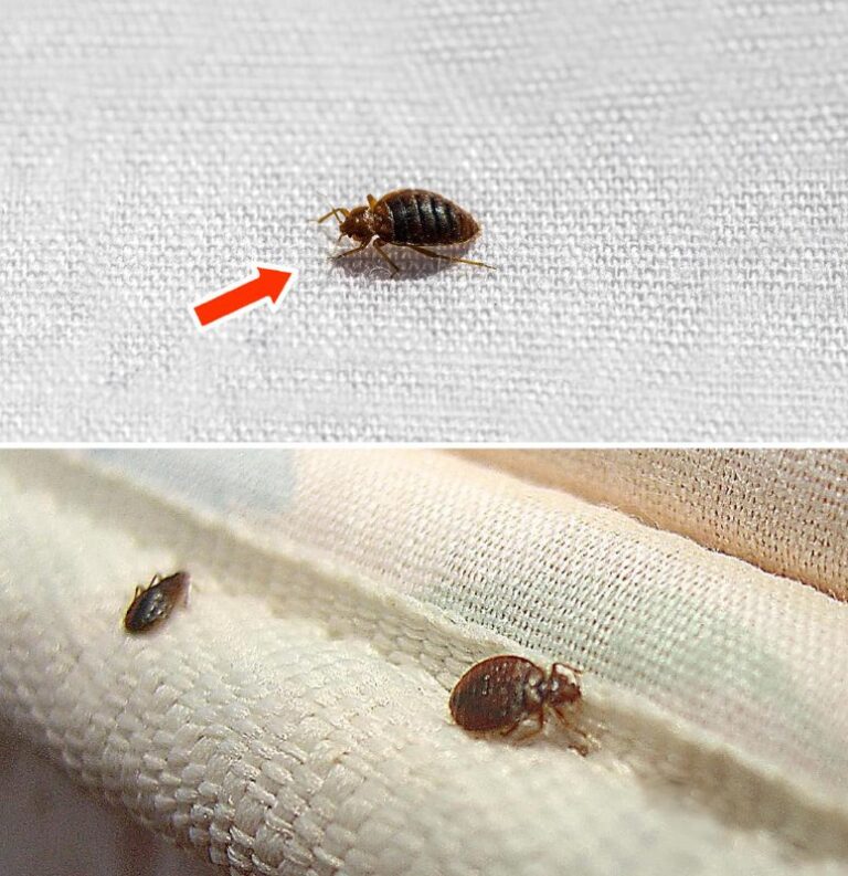 "Addio Cimici: Il Metodo Naturale Che Elimina Gli Insetti in Pochi Minuti Senza Veleno"