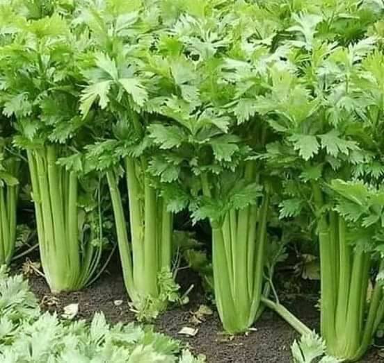 QUESTA PIANTA PURIFICA LA PELLE, IL SANGUE, I RENI, IL FEGATO E MOLTO ALTRO IN UN SOLO UTILIZZO...