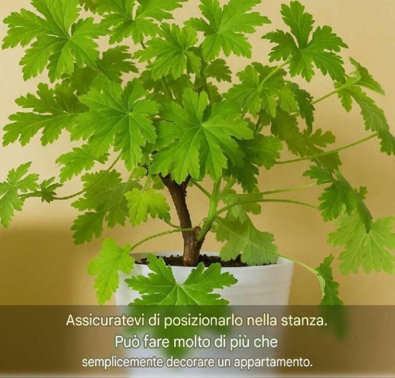 Il geranio anginka, o pelargonio profumato, è una pianta dalle straordinarie proprietà curative