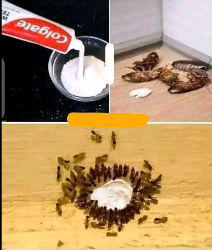 Il Rimedio Casalingo Definitivo per Insetti Fastidiosi: Come Usare il Dentifricio per Sbarazzarsi di Formiche, Acari e Scarafaggi