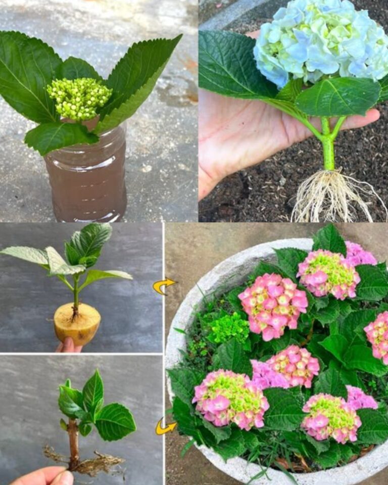 Fiori d’Amore dal Giardino: Come Coltivare Ortensie da Talee in Modo Facile e Naturale