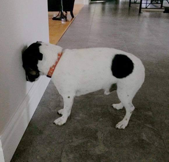 Pressione alla testa nei cani e nei gatti: un segnale d'allarme