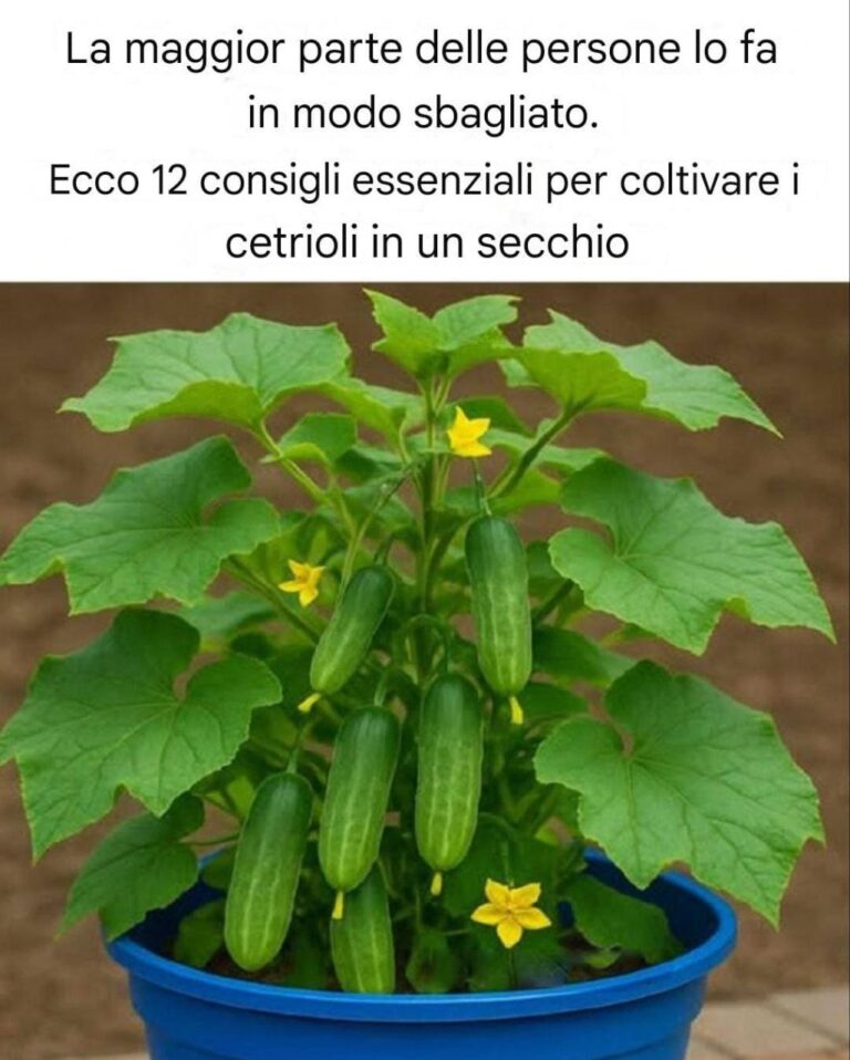 12 consigli essenziali per coltivare i cetrioli in un secchio