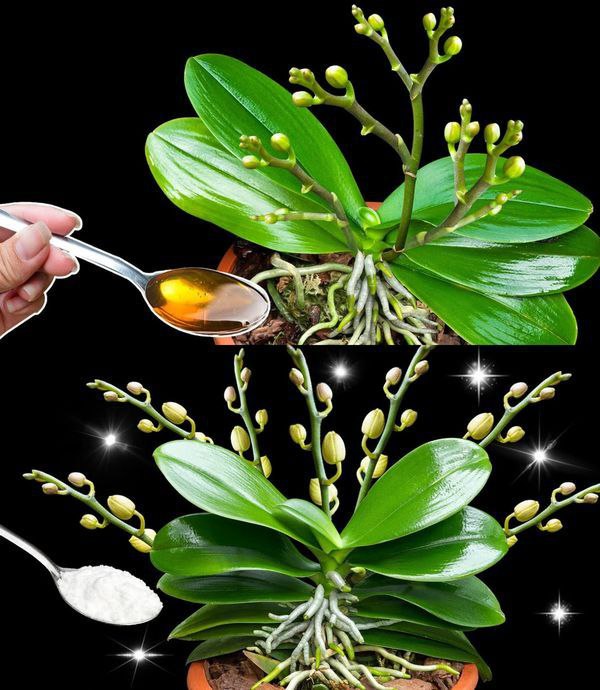 Orchidee in Festa: Il Segreto Naturale per Ottenere Oltre 10 Fiori in Una Sola Fioritura!