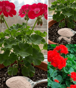 Gerani in Festa: Il Segreto Naturale per Una Fioritura Esplosiva in Pochi Giorni!"