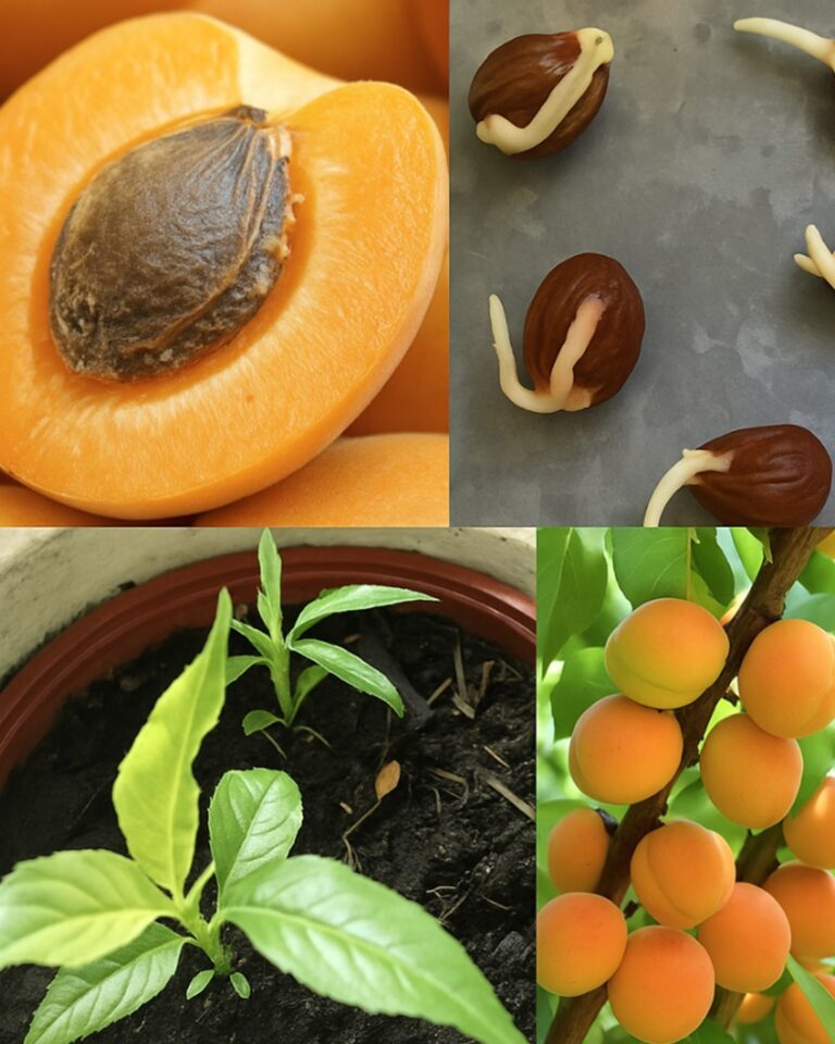 Dalla Frutta alla Vita: Come Coltivare un Albero di Albicocche da un Semplice Nocciolo in Casa