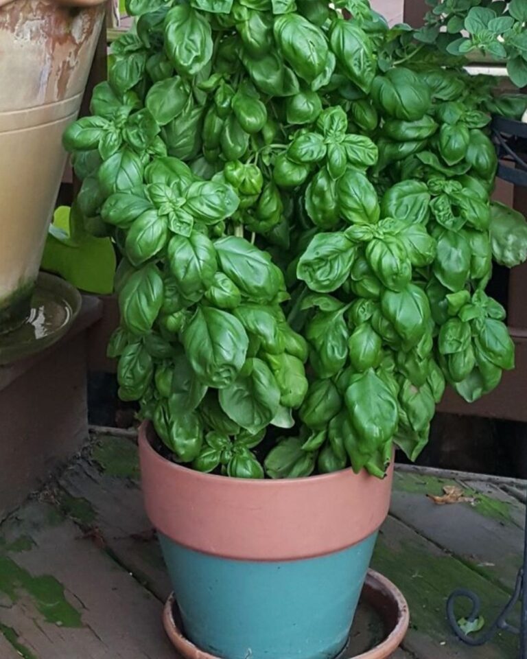 "Il Trucco del Bicchiere: Come Ho Salvato il Mio Basilico e Ora Cresce Rigoglioso Tutto l’Anno!"