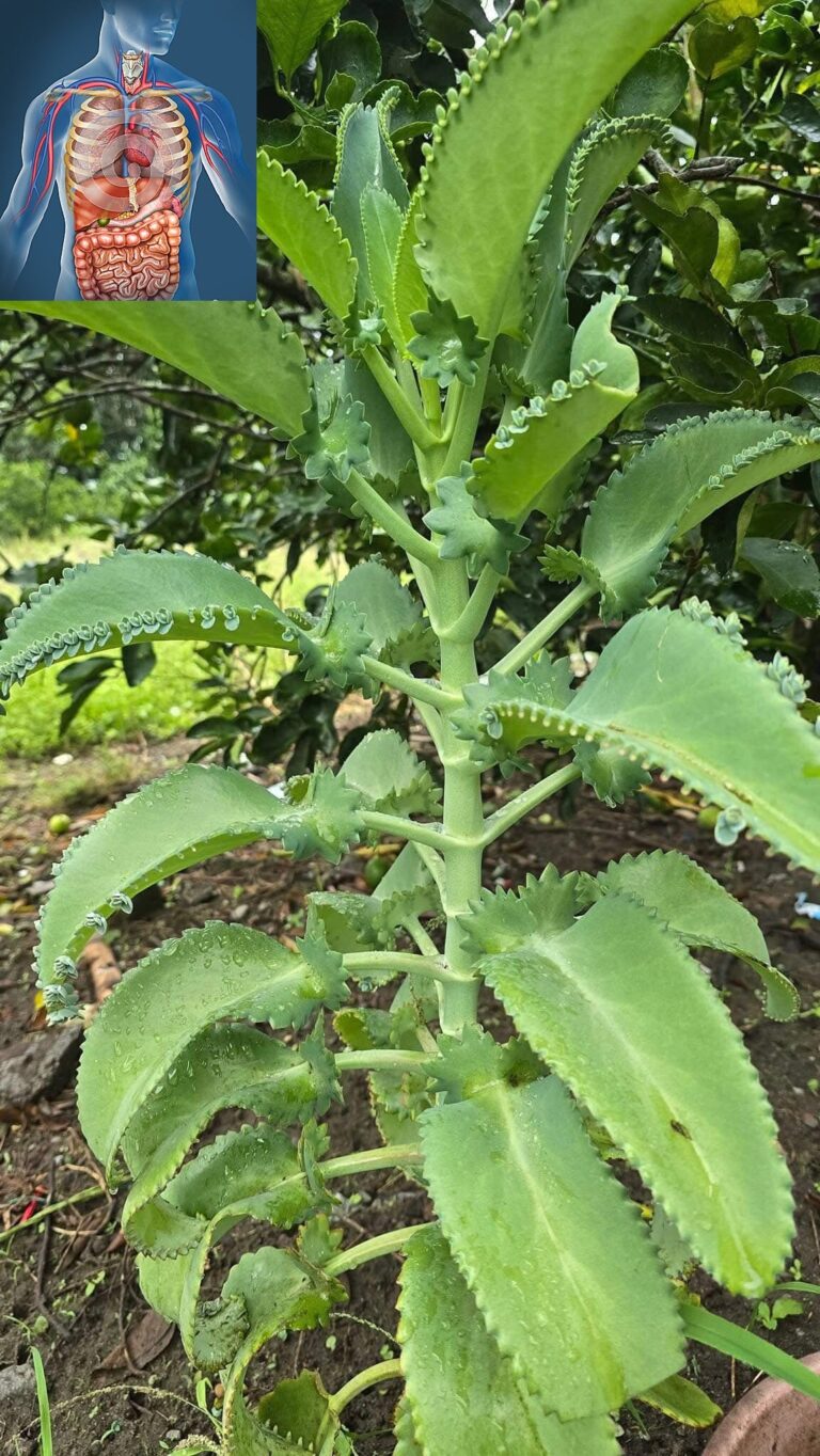 "Ricetta per una Casa Pulita: Le Migliori Piante Purificatrici e Dove Metterle"