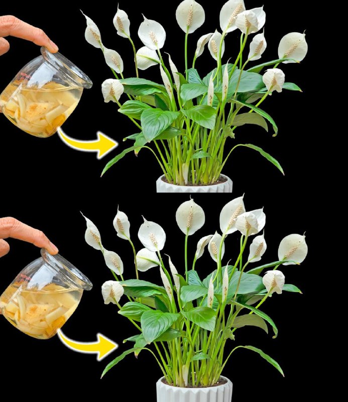 Il Segreto Naturale per un Giglio della Pace in Fiore per 10 Anni: Scopri l’Ingrediente Miracoloso!