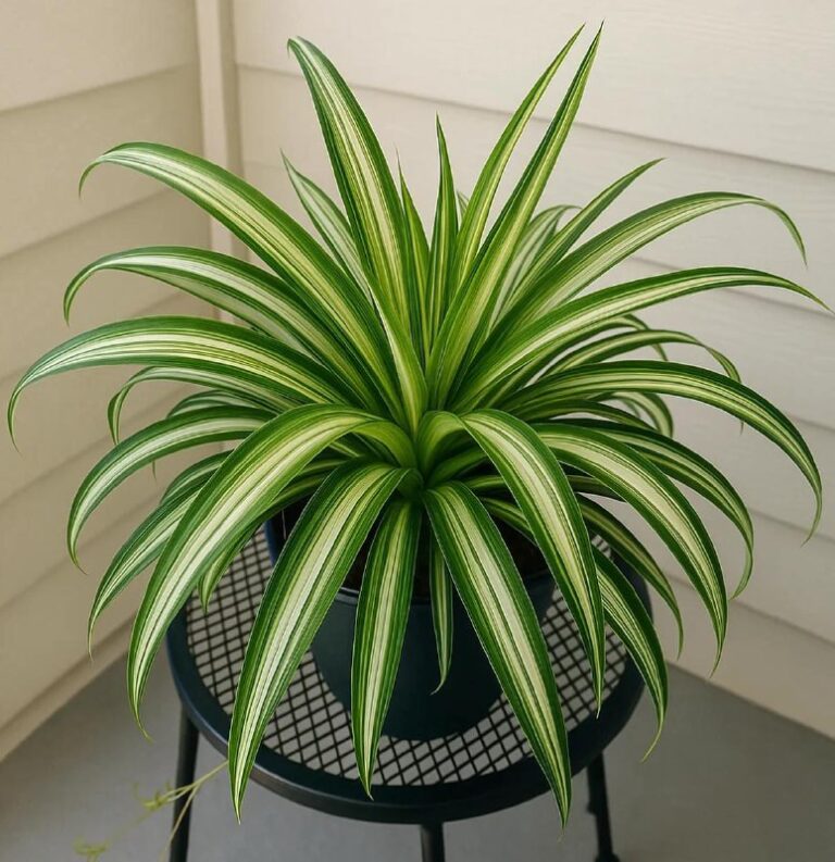 Sansevieria: la Regina Verde che Purifica l'Aria e Vive per Sempre