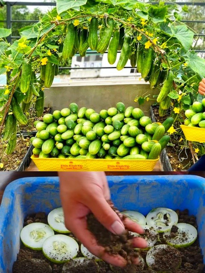 "Cetrioli sul Balcone: Coltivare Ortaggi Freschi anche in Piccoli Spazi!"