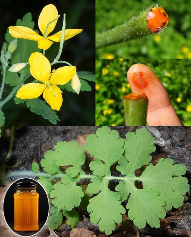 Celidonia Maggiore (Chelidonium majus): Un Elisir Verde tra Benefici, Ricette Tradizionali e Attenzioni da Conoscere