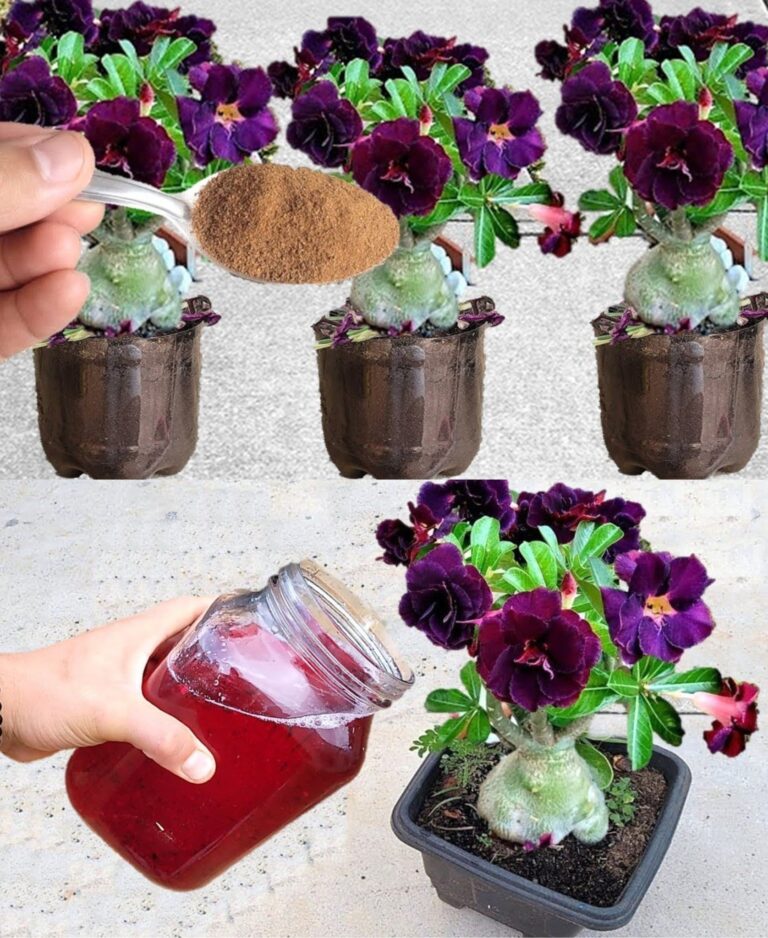 Fondi di caffè nelle piante, non ho mai avuto un giardino così - tutti ti invidieranno