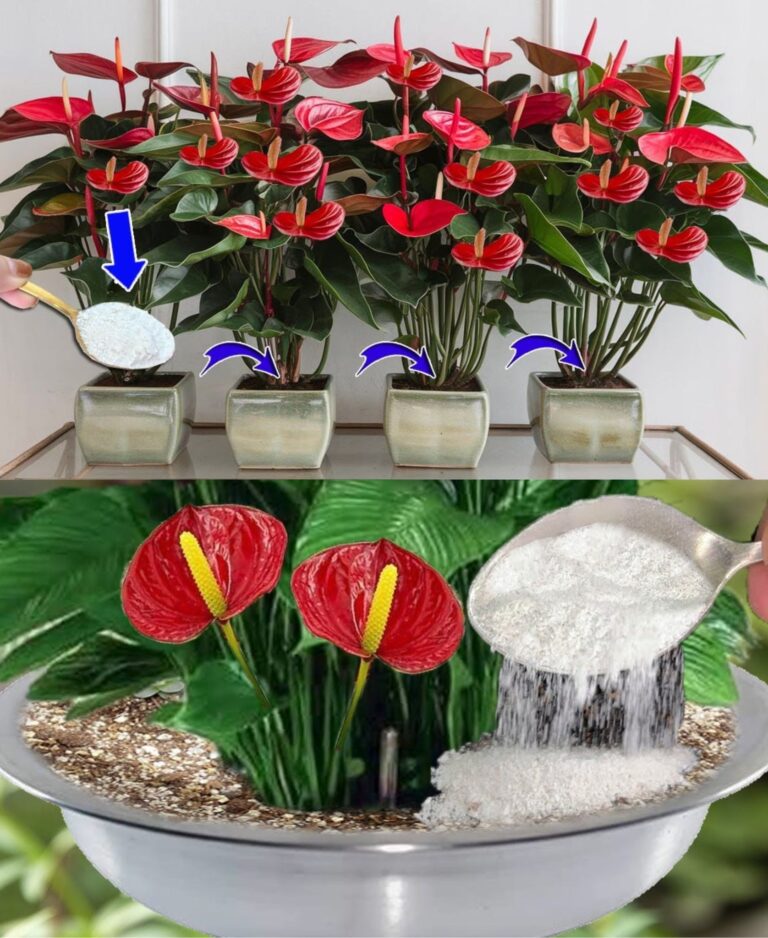 Ogni pianta ha bisogno di un solo cucchiaino: con questo, tutto fiorirà meravigliosamente