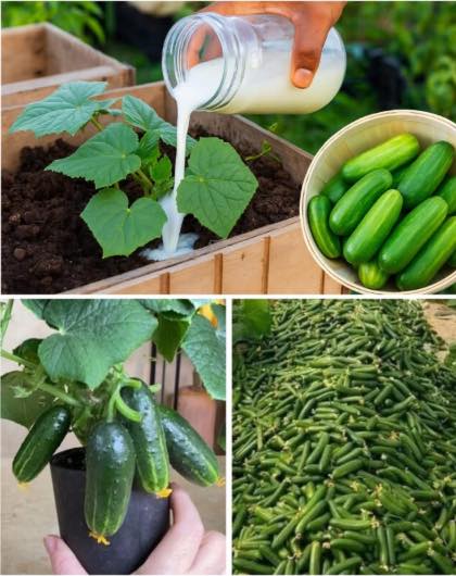 Faccio questo lavoro da 30 anni e ogni anno raccolgo tonnellate di cetrioli!