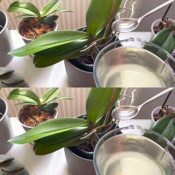 Orchidee, basta 1 cucchiaio e fioriranno senza sosta: un fertilizzante molto potente