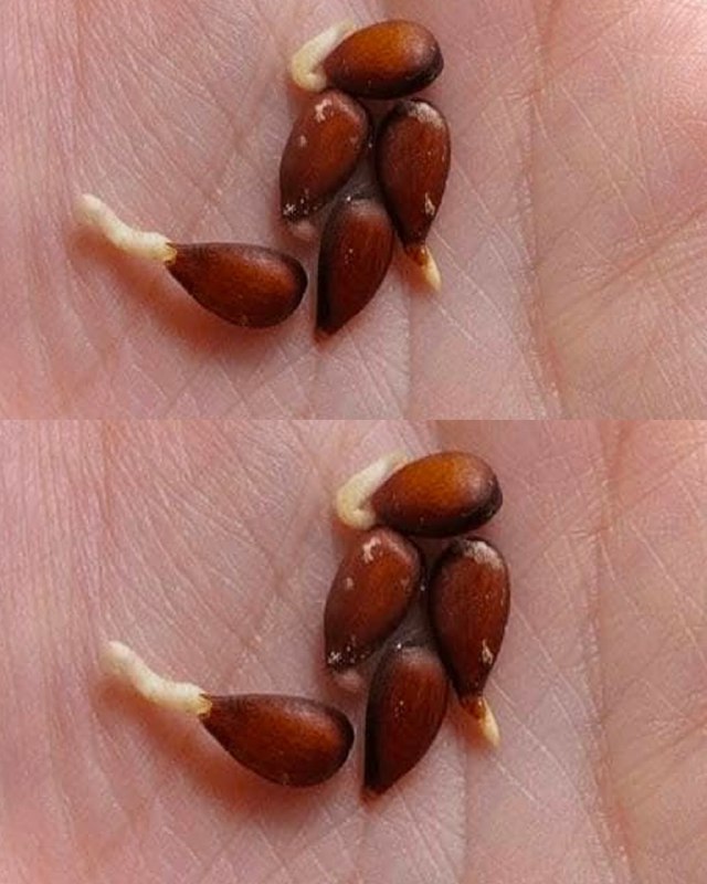 Non buttare via i semi delle mele: l'idea per riutilizzarli è geniale.