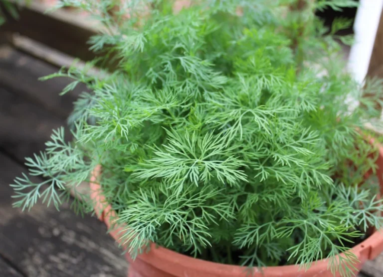 Perché spendere soldi quando si può coltivare così facilmente?