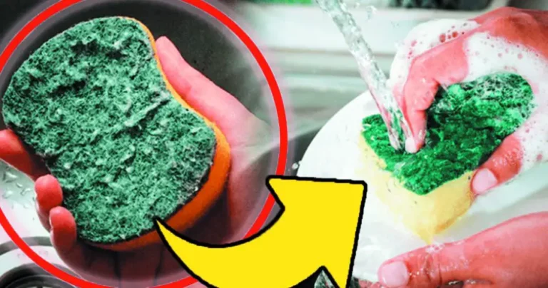 Spugna da cucina maleodorante, non buttarla via: con questo metodo eliminerai l'odore immediatamente e in pochi minuti!