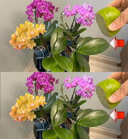 “Perché annaffiare l’orchidea con acqua e limone: il risultato non tarderà ad arrivare”