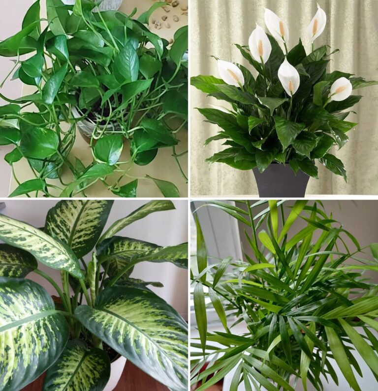 15 piante che purificano l’aria di casa più efficacemente