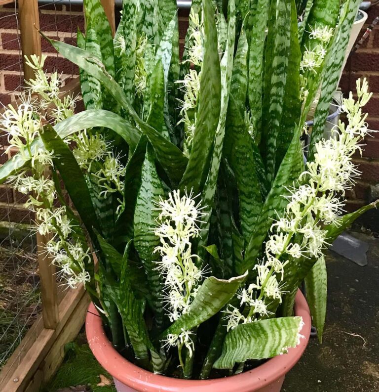 Tutti i trucchi necessari per curare la sansevieria e farla fiorire tutto l’anno