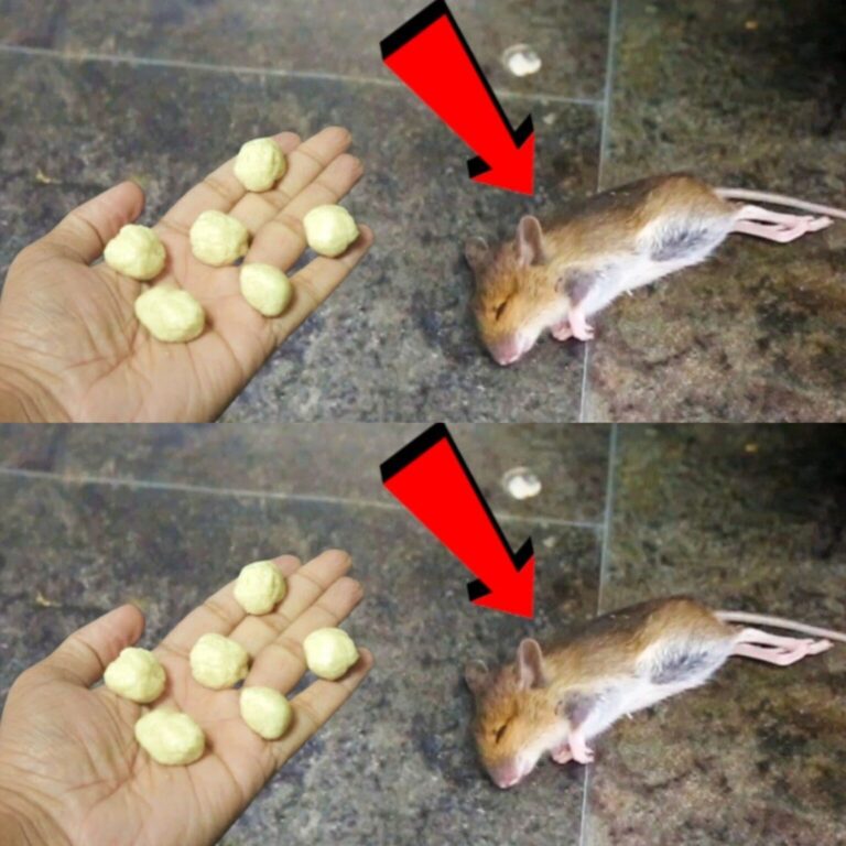 Dite addio a ratti e topi con questo semplice rimedio casalingo