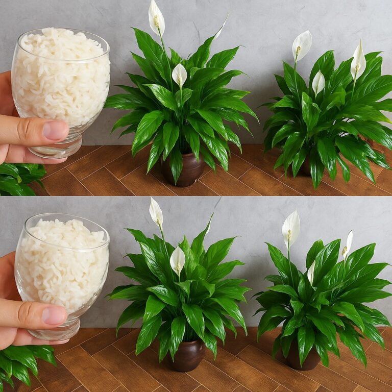 Con questo ingrediente, i gigli della pace fioriscono fino a 10 anni consecutivi