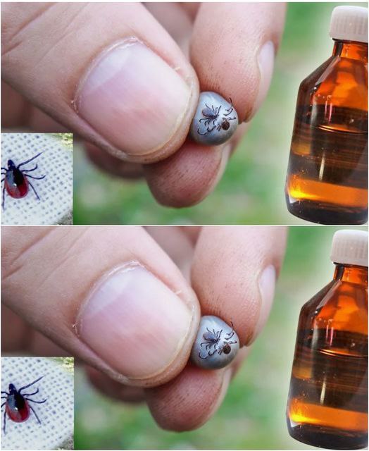 Perché le zecche non mordono mai i cacciatori? Un amico rivela 10 odori terribili come il fuoco