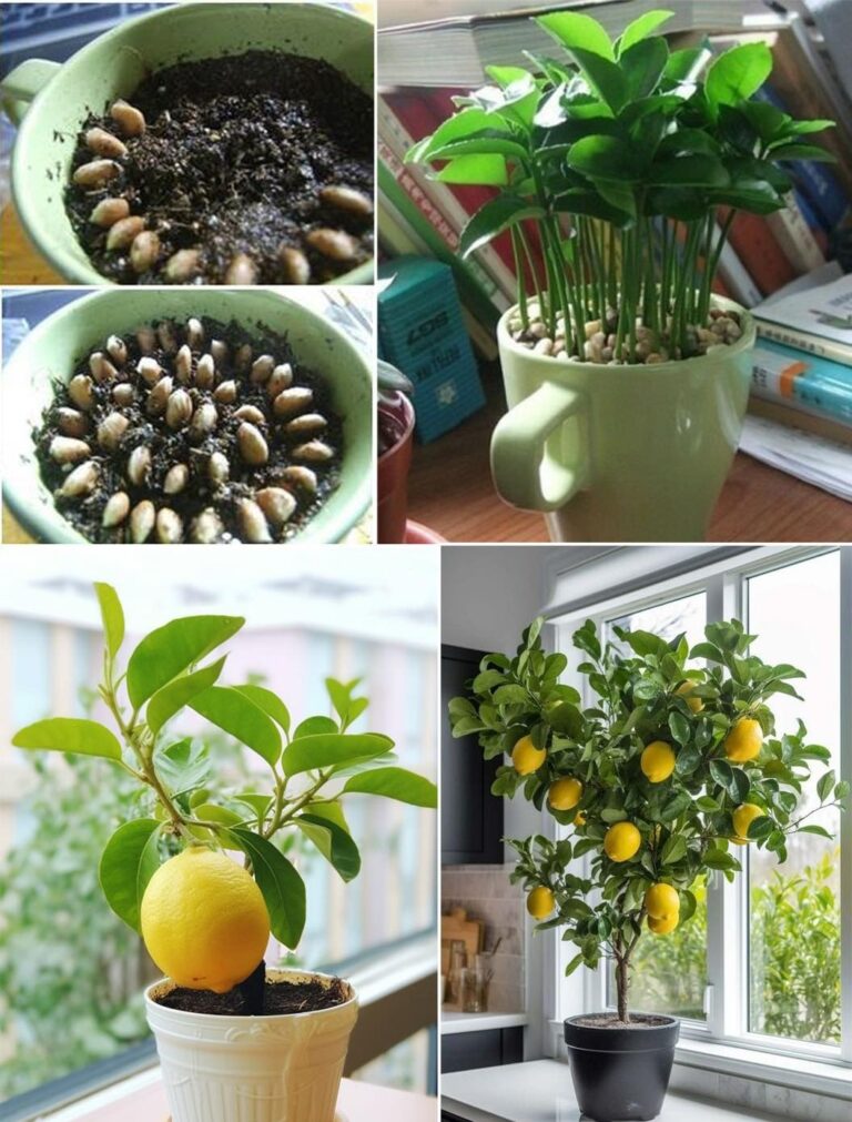 Limoni in Tazza: Il Segreto Naturale per un Profumo Fresco e una Casa più Sana”