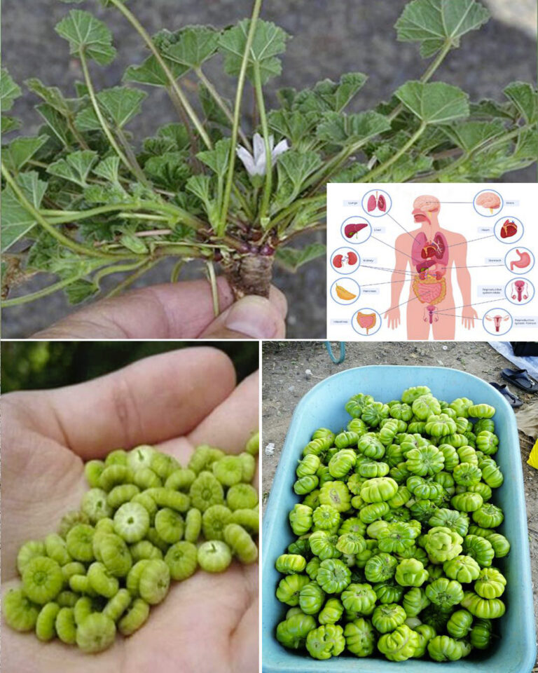 Alla scoperta dei benefici per la salute della Malva Sylvestris: una fonte di nutrienti