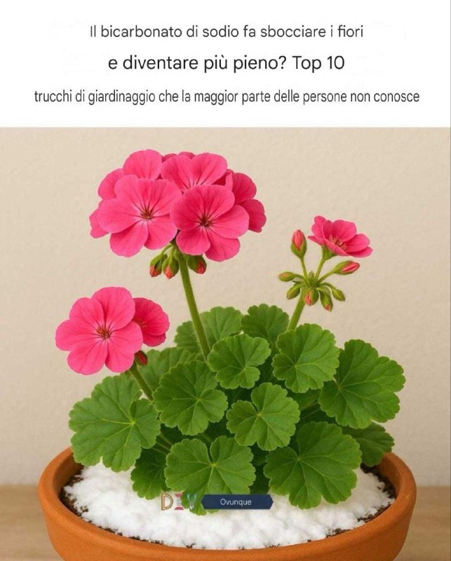 Il bicarbonato di sodio fa sbocciare i fiori più abbondantemente e in modo più rigoglioso?