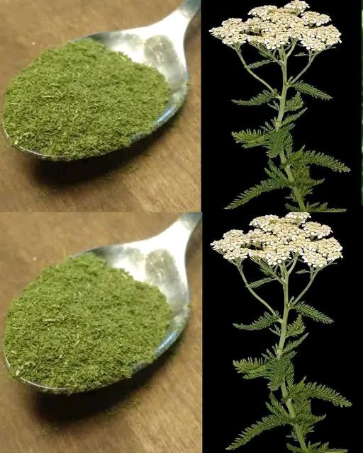 Questa pianta sottovalutata che cresce ovunque è un vero tesoro.