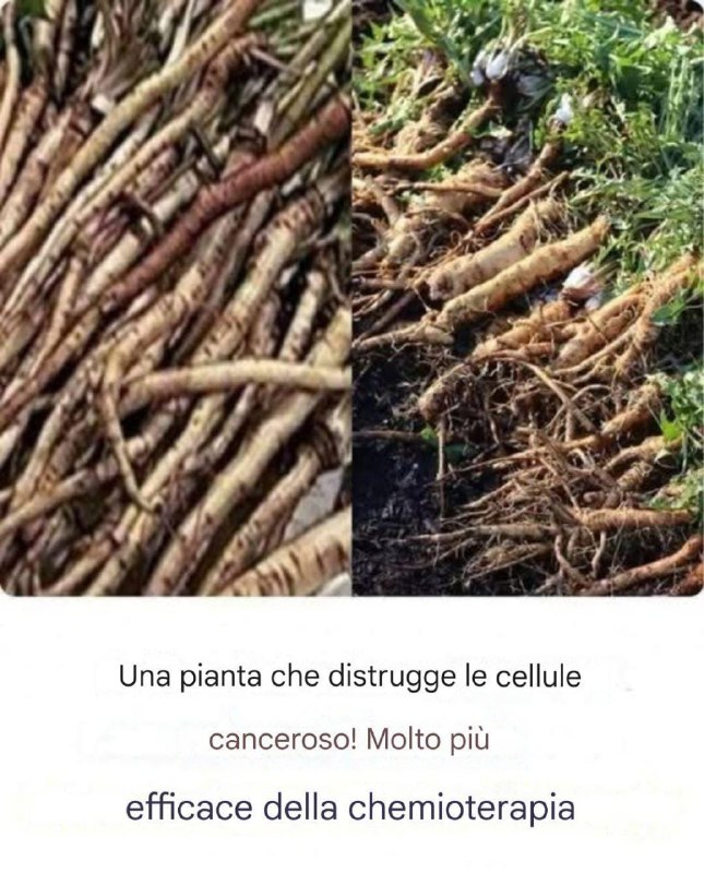 Una pianta potente che può supportare il trattamento del cancro: uno sguardo più da vicino ai benefici della radice di bardana
