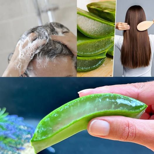 Capelli da Sogno con Aloe Vera: Il Segreto Naturale per una Crescita Folle e una Chioma Inarrestabile!