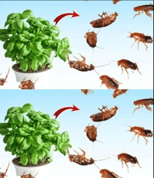 Lascia questo prodotto a casa per 1 ora e non vedrai mai più mosche, zanzare o scarafaggi!