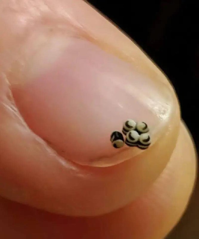 Abbiamo ordinato un’insalata, ma c’erano piccole macchie nere nel cibo