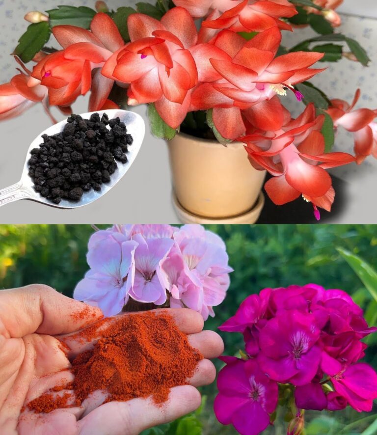 Il Segreto Fiorito: Come la Curcuma Può Rivoluzionare la Crescita dei Tuoi Fiori