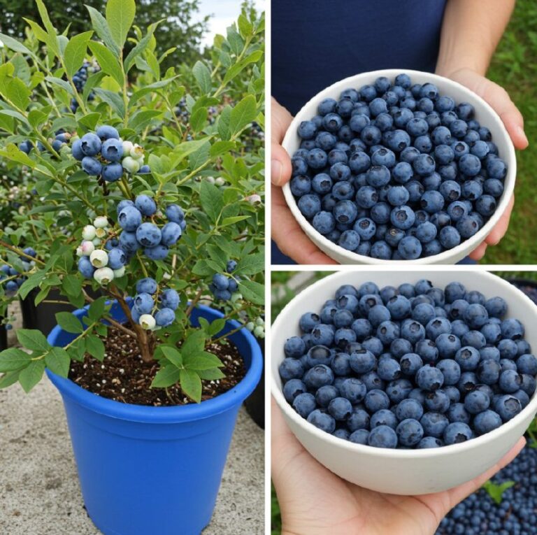 Come coltivare mirtilli in casa per averne una scorta illimitata e non comprarli mai più