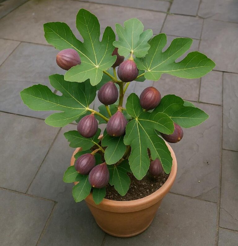 Scopri il Tesoro Verde in Casa: Come Valorizzare la Tua Pianta di Fico e Usarne Ogni Parte! 