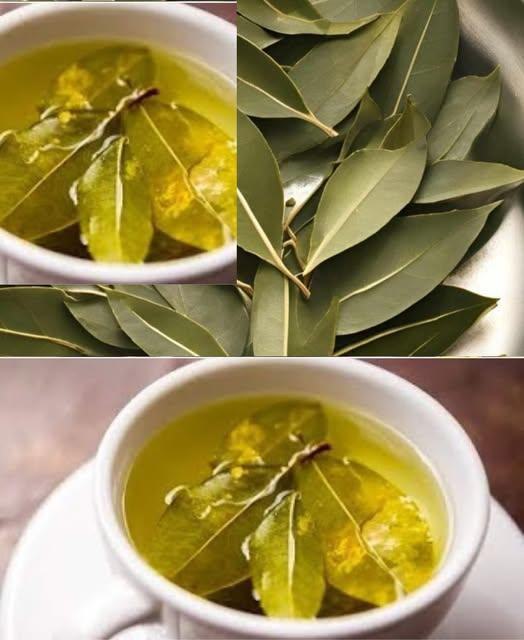 “Scopri il Potere delle Foglie di Alloro Bollite: Il Segreto Che Nessuno Ti Ha Mai Detto”