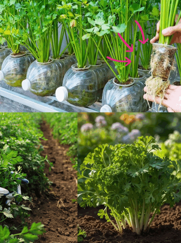 Prezzemolo Perfetto: Tecniche Naturali per un Raccolto Fresco e Saporito"