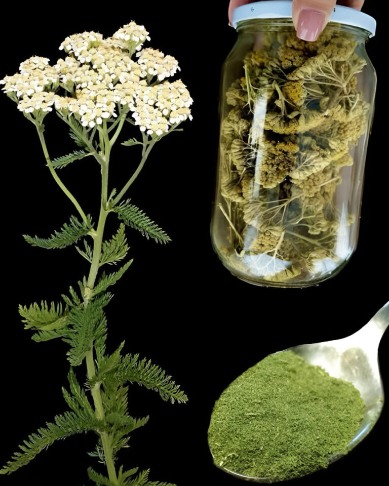 La pianta che vedete in foto è una delle piante più miracolose al mondo.