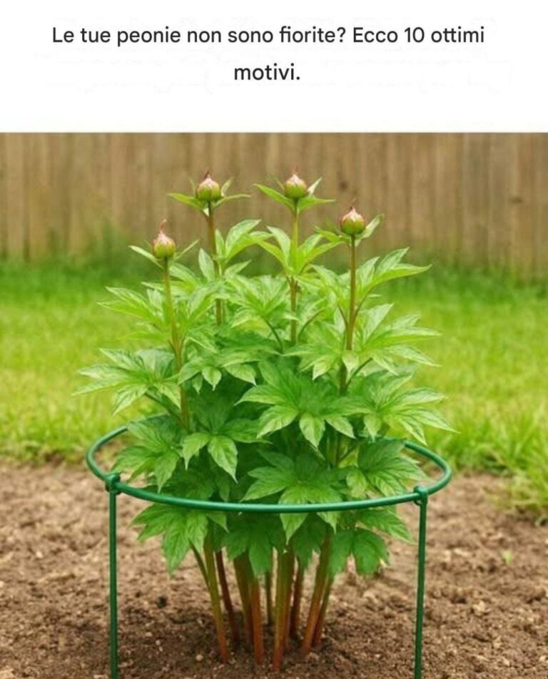 Hai delle peonie che non fioriscono? Ecco 10 brillanti motivi per cui