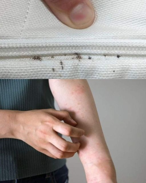 Metodi efficaci per il controllo delle cimici dei letti: consigli per una casa libera dalle cimici dei letti