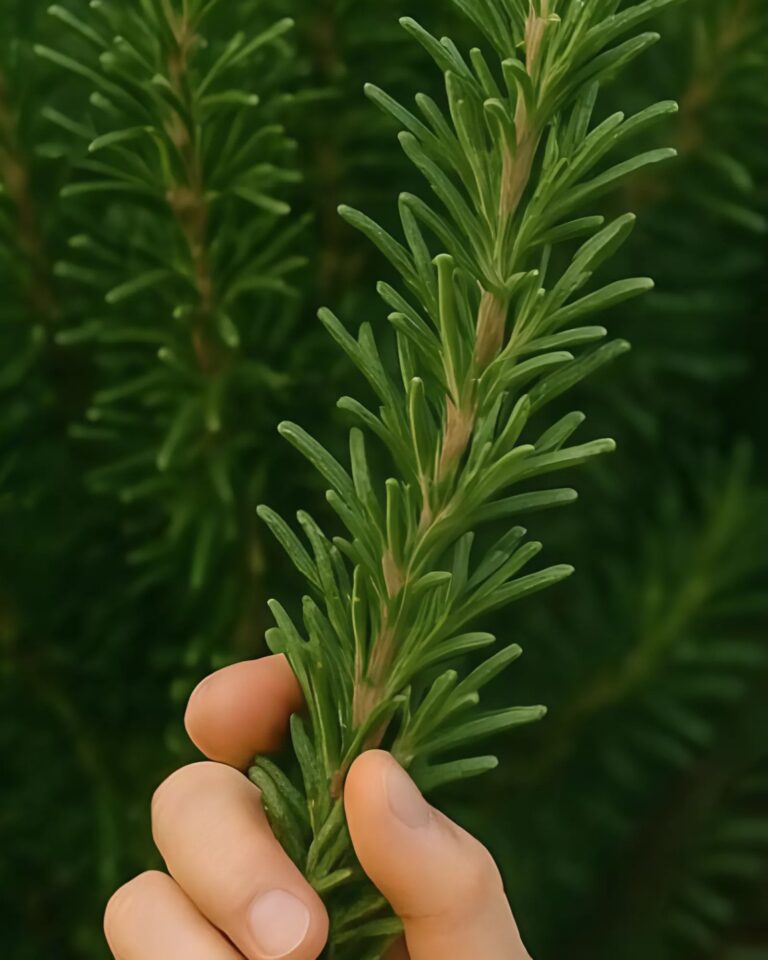 Come l'alcol di rosmarino può essere il tuo alleato nella lotta contro cellulite, vene varicose, gotta e dolori muscolari: una guida completa