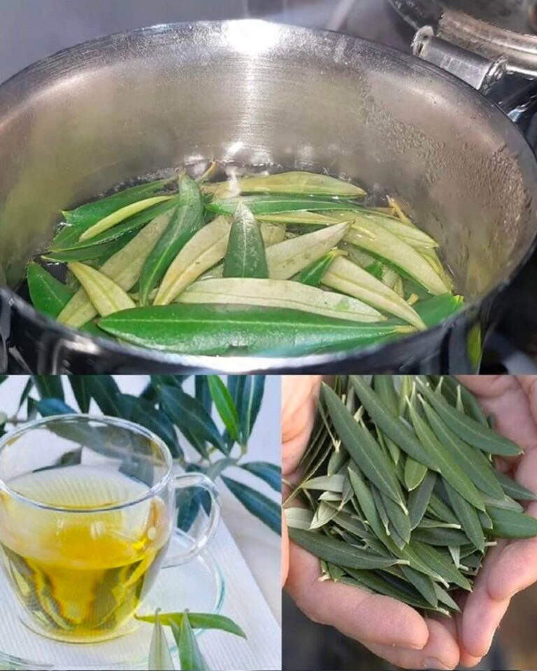 Tantissime persone persone amano le olive, ma non immaginano quanto siano potenti le loro foglie