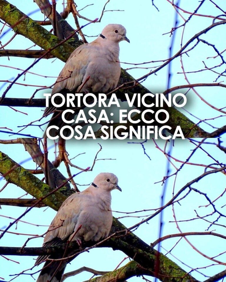 NON È UN CASO  La presenza di una tortora vicino casa ha un significato specifico.