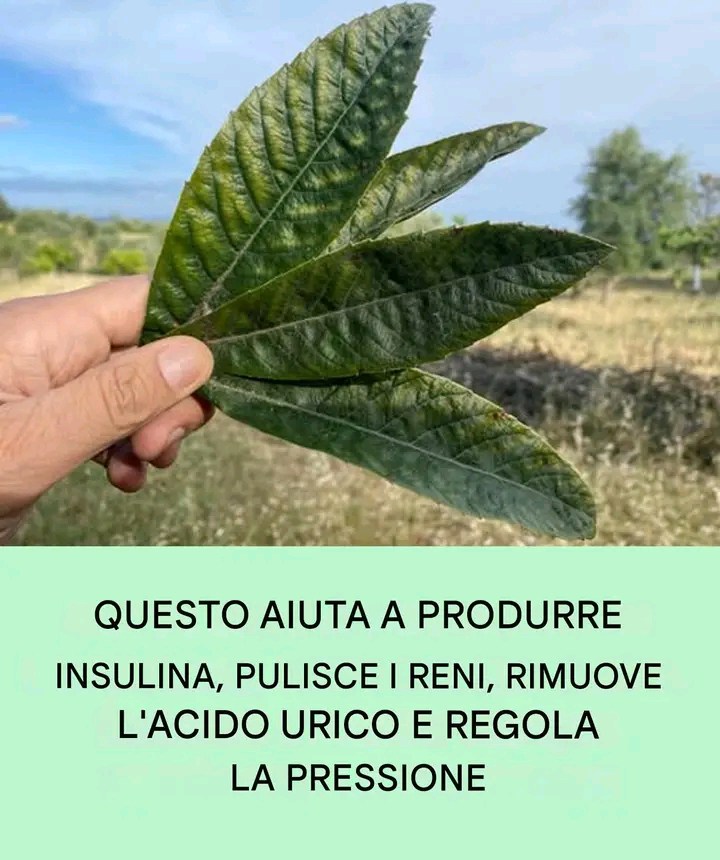 Questa foglia aiuta a produrre insulina, purifica i reni, elimina l'acido urico e regola la pressione sanguigna👇👇